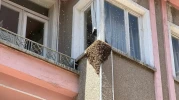 Eskişehir'de apartmanı basan arılar, mahallede paniğe yol açtı