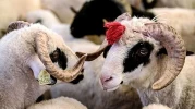 Odunpazarı Belediyesi’nden bayram için ücretsiz ve randevulu hizmet