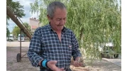 Eskişehir’de zirai don, buğday ve arpa üretimini vurdu