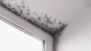 Banyo Tavanındaki Nem ve Küfü Önlemenin 3 Pratik Yöntemi