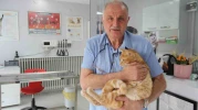 Eskişehir'de kedisini veterinere yetiştirmeye çalışırken trafik cezası yedi, itiraz etti