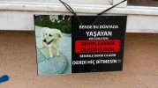 Zehirlendiği iddia edilen köpeğin fotoğrafıyla asılan not göze çarptı