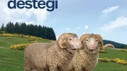 Seyitgazi ve Alpu’da Çiftçilere Damızlık Koç Desteği Başladı!