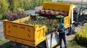 Kocaeli’de 80 bin bitki üretiliyor: Yeşil alanlar için çevre dostu sistem!