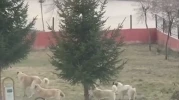 Seyitgazi’de Başıboş Köpek Tehlikesi: Anaokulu Bahçesine Kadar Girdiler!