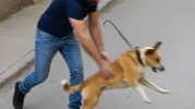 Tasmalı Köpeği Sertçe Yere Attı, Kaçamadı!