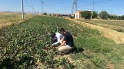 Salatalık ve Pancarda Verim İçin Tarla Tarla Hastalık Denetimi