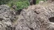 Tunçbilek’te ormanlık alana inen ayı vatandaşları şaşırttı