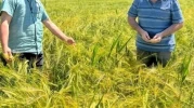 Kütahya'da Verimli Arpa İçin Tarla Taraması Başladı