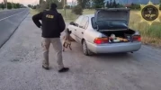 Thor kokladı, polis bastı: 64 bin içimlik bonzai ele geçirildi