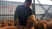 Turuncu renkli Sivas Kangal kuzuları hem renkleri hem de lezzetleriyle dikkat çekiyor