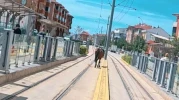 Eskişehir'de tramvay raylarında gezen başıboş at şaşkınlık yarattı