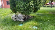 Eskişehir’de Sıcak Hava Sokak Köpeklerini de Vurdu