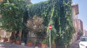 Eskişehir’de Sarmaşıklarla Kaplı Ev Doğayla Bütünleşti