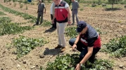 Göncek Kavunu İçin Organik Üretim Hamlesi