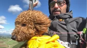 Eskişehir'de Toby İsimli Köpek Yamaç Paraşütüyle Gökyüzüne Uçtu