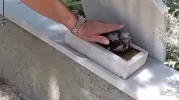 Tavşanlı’da Mezarlıkta Kendini Sevdiren Karga Görenleri Şaşırttı