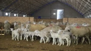 Eskişehir’de Çiftçiye Can Suyu: Damızlık Koç Başvuruları Açıldı