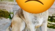 Eskişehir’de akılalmaz olay: Aydın Arat Parkı’nda köpeğe tecavüz!