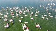 Eber Gölü’ndeki Turna Ziyareti Havadan Fotoğraflandı!