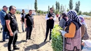 Taşoluk'ta Brokoli Üretimi Başladı: 862 Bin Fide Toprakla Buluştu