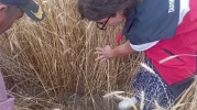 Kütahya’da dolu ve selin vurduğu tarım arazilerinde hasar tespit çalışması yapıldı