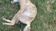 Eskişehir’de iddiaya göre maganda kurşunları tilkinin canına mal oldu