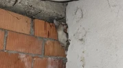 Eskişehir’de Anne Kedi ve 4 Yavrusu Kurtarıldı