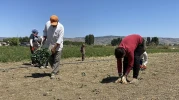 Eskişehirli Çiftçiler Kuraklıkla Mücadele Ediyor