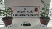 Balkondaki Saksılardan Kenevir ve Esrar Çıktı: Eskişehir’de Bir Şüpheliye Soruşturma