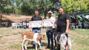 Geleneksel Festivalde En Güzel Kuzu ve Buzağı Seçildi