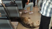 Sıcaktan Bunalan Köpek Tramvaya Sığınıp Serinledi
