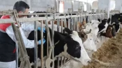 Eskişehir’de Hayvan Pazarı Yeniden Açıldı