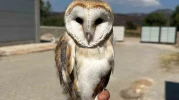 Osmaneli’nde Yaralı Baykuş Doğaya Salındı