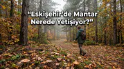 Eskişehir’de Mantar Nerede Yetişiyor? Ormana Gidecekler Dikkat