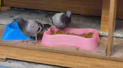 Eskişehir’de güvercinler açlığını kedi mamasıyla giderdi