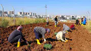 Diyarbakır'da kadınların kolektif gücü 18 dönümlük kent bostanında kışa hazırlanıyor