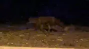 Eskişehir Sokaklarında Gece Sürprizi: Tilki Kamerada