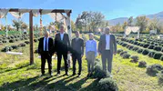 Samsun'da lavanta üretimiyle kırsal kalkınmaya kadın eli değdi