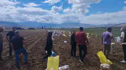 Erzincan Tercan'da kışlık patates mesaisi: Toprak bereketiyle buluştu