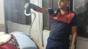 Hatay'da yerleşim alanlarına giren yılanlar itfaiye ekiplerince kurtarıldı