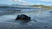 Aydın kıyılarında 1110 Caretta caretta yavrusu güvenle denize kavuştu