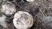 Andırın'da sonbahar bereketi: Dağlar mantar toplamak isteyenlerle doldu
