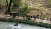 Erzincan'da restoran bahçesinde sürpriz ziyaretçi: Yavru ayı kameraya yakalandı