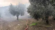 Erdek'te zeytinlik içindeki müstakil ev alevlere teslim oldu