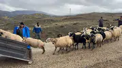 Erzincan yaylalarında tulum peyniri mesaisi bitti: Üreticiler dönüş yolunda halay çekti