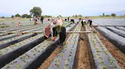 Aydın'da çilek mesaisi başladı: Büyük Menderes Ovası'nda yeni sezon umudu
