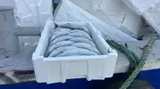 Palamutta bolluk yaşanırken ambalaj maliyeti balığı üçe katladı
