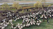 Yaylalardan Siirt'e uzanan meşakkatli dönüş: Göçerlerin kış hazırlığı başladı
