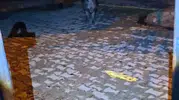 Tunceli'de bahçe kapısına dayanan yaban domuzu dehşeti kamerada